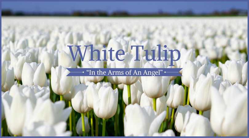 Tulip Meaning: White Tulip