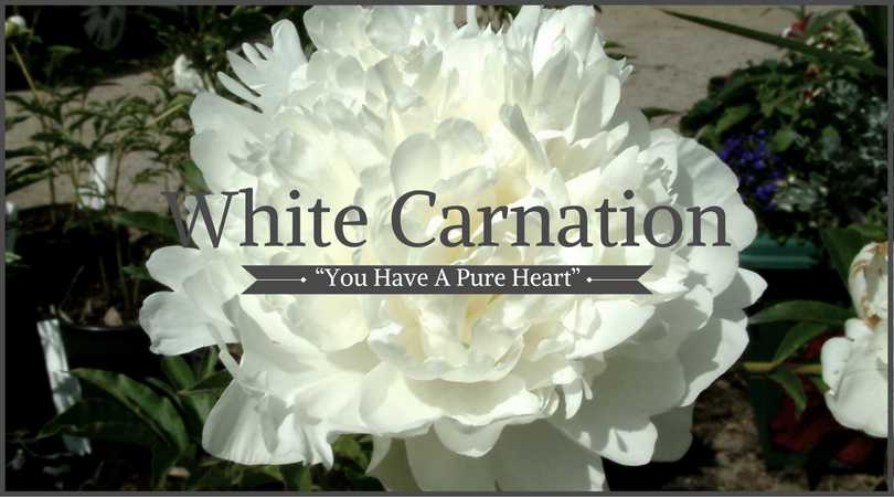 Carnation Meaning: White Carnation