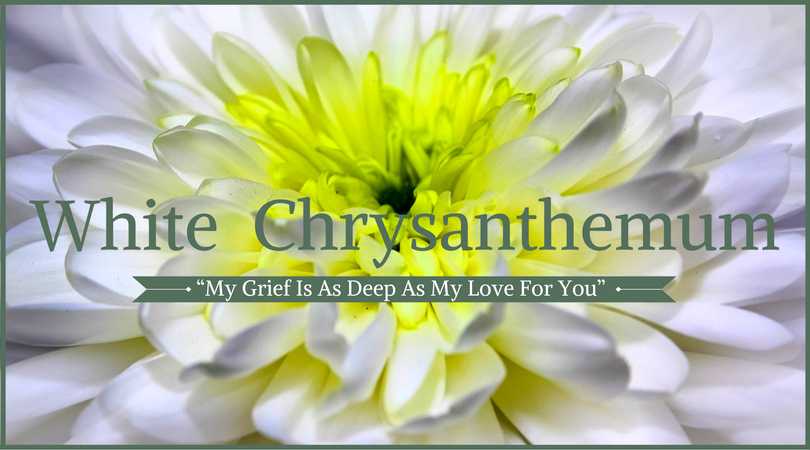  chrysanthemums that mean deep love, or purple chrysanthemums that mean