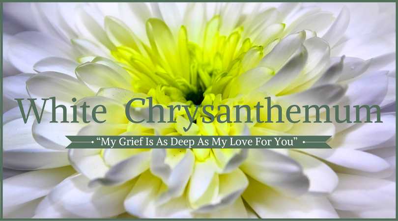 chrysanthemums that mean deep love, or purple chrysanthemums that mean chrysanthemums that mean deep love, or purple chrysanthemums that mean