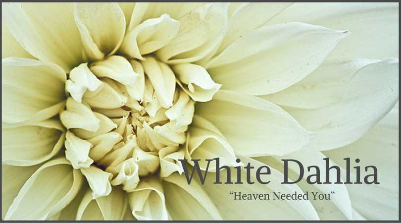 Dahlia Meaning: White Dahlia