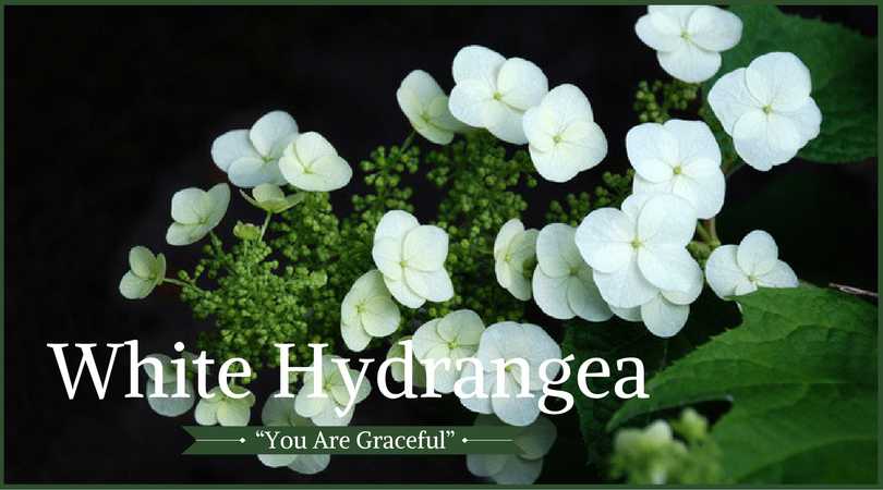 Hydrangea Meaning: White Hydrangea