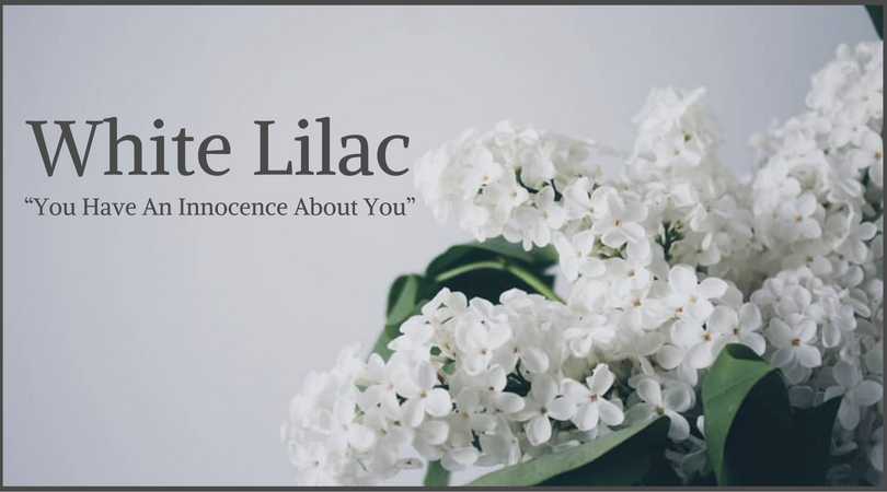 Lilac Meaning: White Lilac