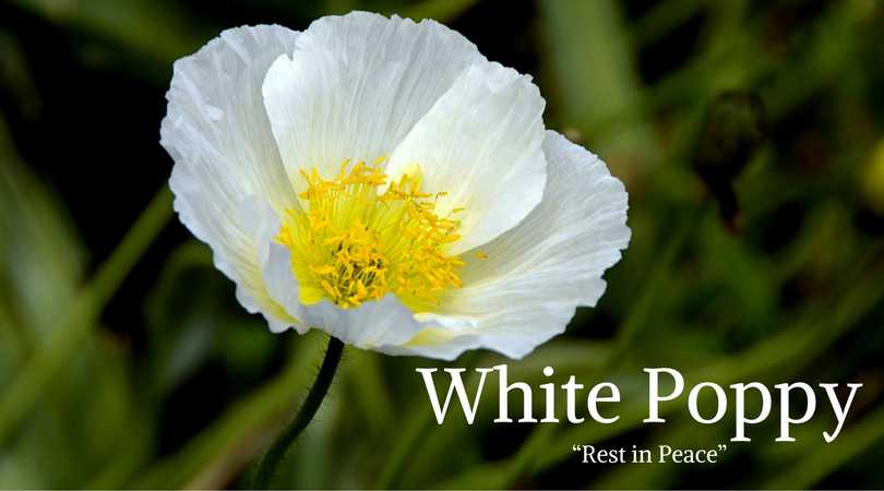 Poppy Meaning: White Poppy Meaning