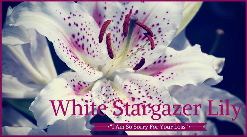 Lily Meaning: White Stargazer Lily