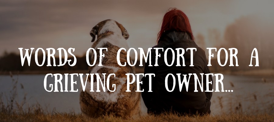 50-beautiful-loss-of-pet-quotes