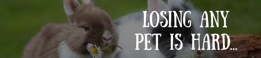 Loss of pet quotes after the death of a rabbit, guinea pig, hamster, fish, parrot or bird