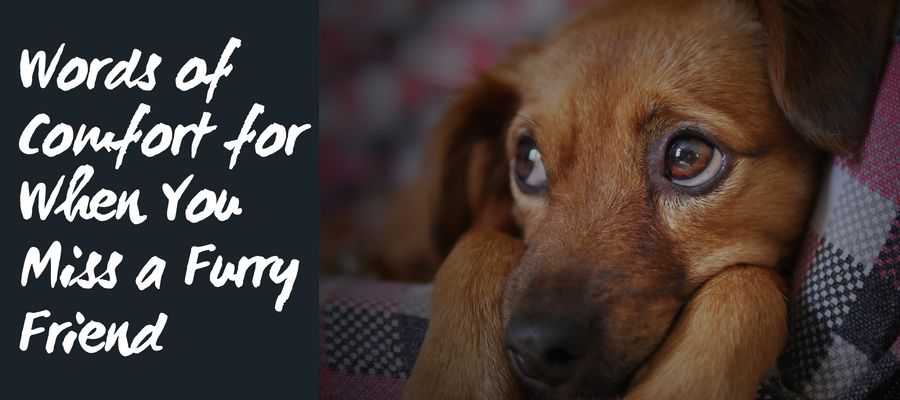 50 Heartfelt Loss Of A Dog Quotes