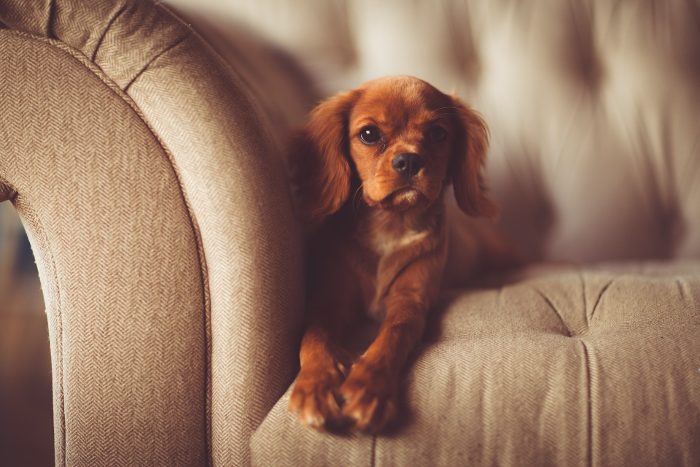 Top 10 Loss of Dog Poems Top 10 Loss of Dog Poems