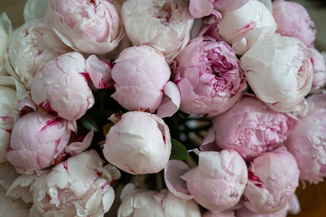 Cover image of a bunch of peonies