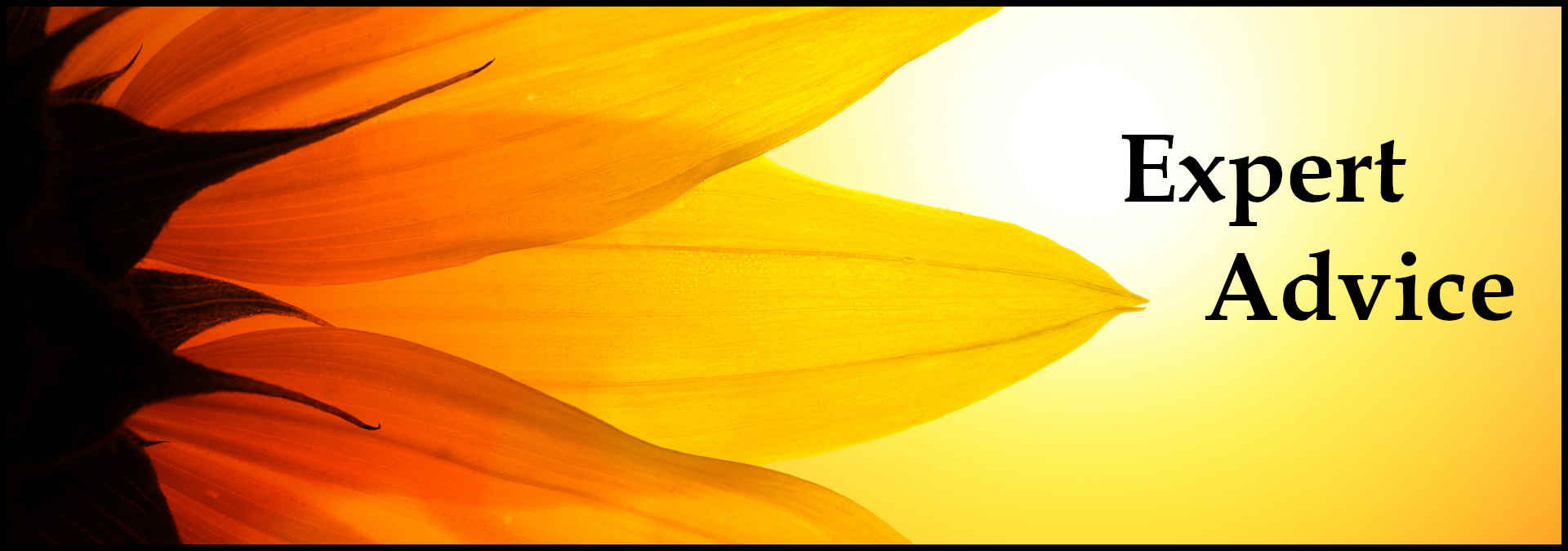 Graphic subheading with text overlay that says "Expert Advice"