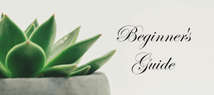Banner heading graphic with text overlay that says Beginner's Guide to How to Plan a Funeral. Background is a cactus.