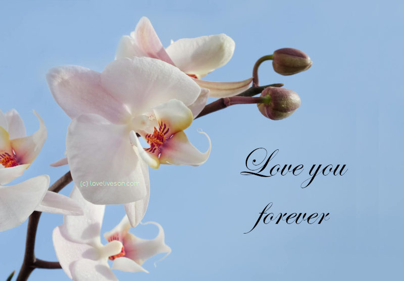 Shareable graphic or meme with text overlay that says: "Love you forever." Background is an orchid.