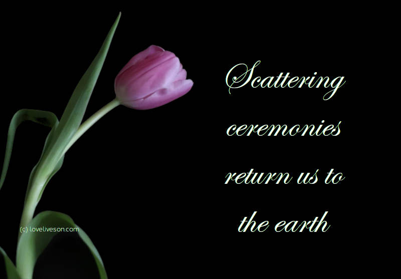 Shareable graphic or meme about types of funerals with text overlay: Scattering ceremonies return us to the earth. Background is a single purple tulip against a plain black background.
