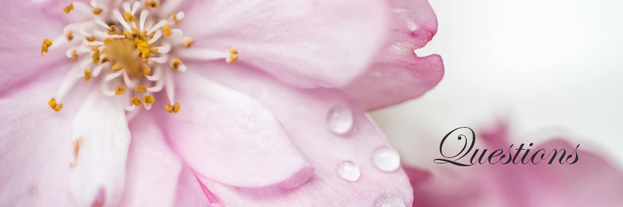 Subheading graphic with text overlay: How to Choose a Funeral Home Step 5:&nbsp; Visit and Ask Questions. Background is a pink rose.