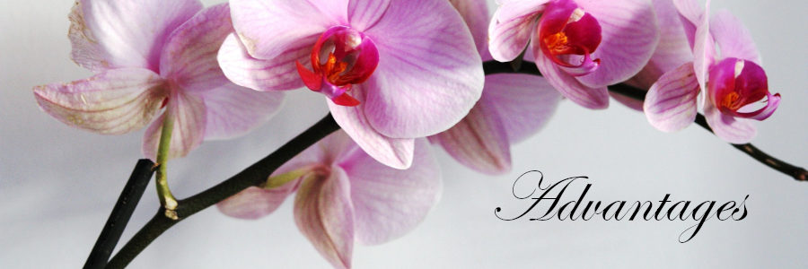 Subheading graphic with text overlay that states "Advantages of Cremation." Background is an orchid.