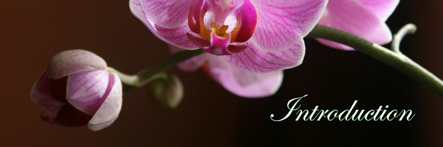 Subheading graphic with text overlay that states "Introduction to Cremation." Background is an orchid.