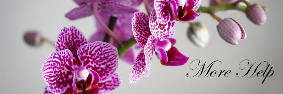 Subheading graphic with text overlay that states "More Help." Background is an orchid.
